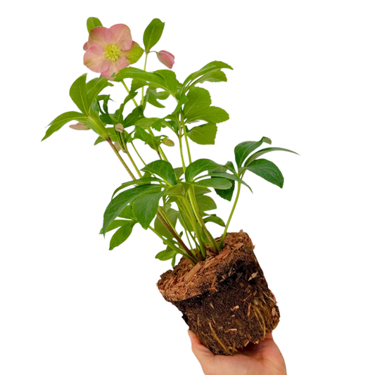 Hellebore 'Rosemary' – Winter Flowering Perennial (2L Pot)