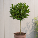 3L Bay Tree 60-70cm, Culinary Evergreen, Nursery Pots