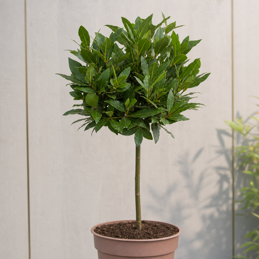 Bay tree standard clipped into a leafy green ball on a slim stem, in a terracotta pot by a pale wall