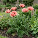 Oriental Papaver Paradiso Poppy Plants