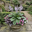 Set of 3 or 6 Large Hosta Plants - Francee Plantain Lily, Ready to Plant in Your Garden, 1L