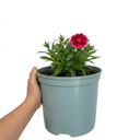 Dianthus Cherry Daiquiri Plants