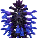 Salvia Sangoons Black & Bloom Plant (5L Pot)