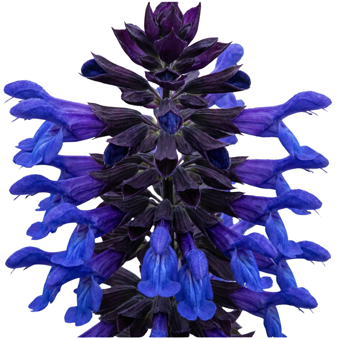 Salvia 'Sangoons Black & Bloom' – Ornamental Sage (5L Pot)