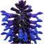 1 Large Plant - Salvia Sangoons Black & Bloom, Ready to Plant in Your Garden, 5L