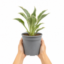 3Ltr Hosta Tears from Heaven, Shade Perennial, Nursery Pots