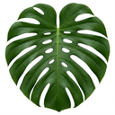 Monstera Deliciosa Swiss Cheese Plants