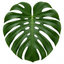 1 Monstera Deliciosa Swiss Cheese Plant, Live Tropical Indoor Houseplant, Easy Care, 17cm Root-Ball