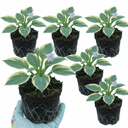 First Frost Plantain Lily Plants (Set of 3 or 6)