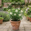 1 Large Plant - Choisya Snow Flurries, Ready to Plant in Your Garden, 3L Pot