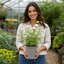 3Ltr Patio Rose Plant, White Rose Bush, Nursery Pots