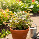 Heuchera Tapestry Plant