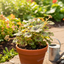 Heuchera Tapestry