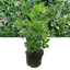 1 Large Plant - Euonymus Microphyllus Aureovariegatus, Outdoor Garden Ready, 2L