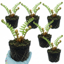 Dryopteris affinis Montana Male Fern Hardy Evergreen Perennial Plants (Set of 3 or 6)