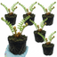 Set of 3 or 6 Dryopteris affinis Montana Male Fern Hardy Evergreen Perennial Plants, Shade Loving Garden Plant, 1L Root Ball
