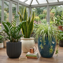 ZZ Plants