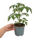 Alicante Tomato Plants