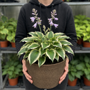 Hosta Tears from Heaven, 3 Litre Pots, Garden Ready