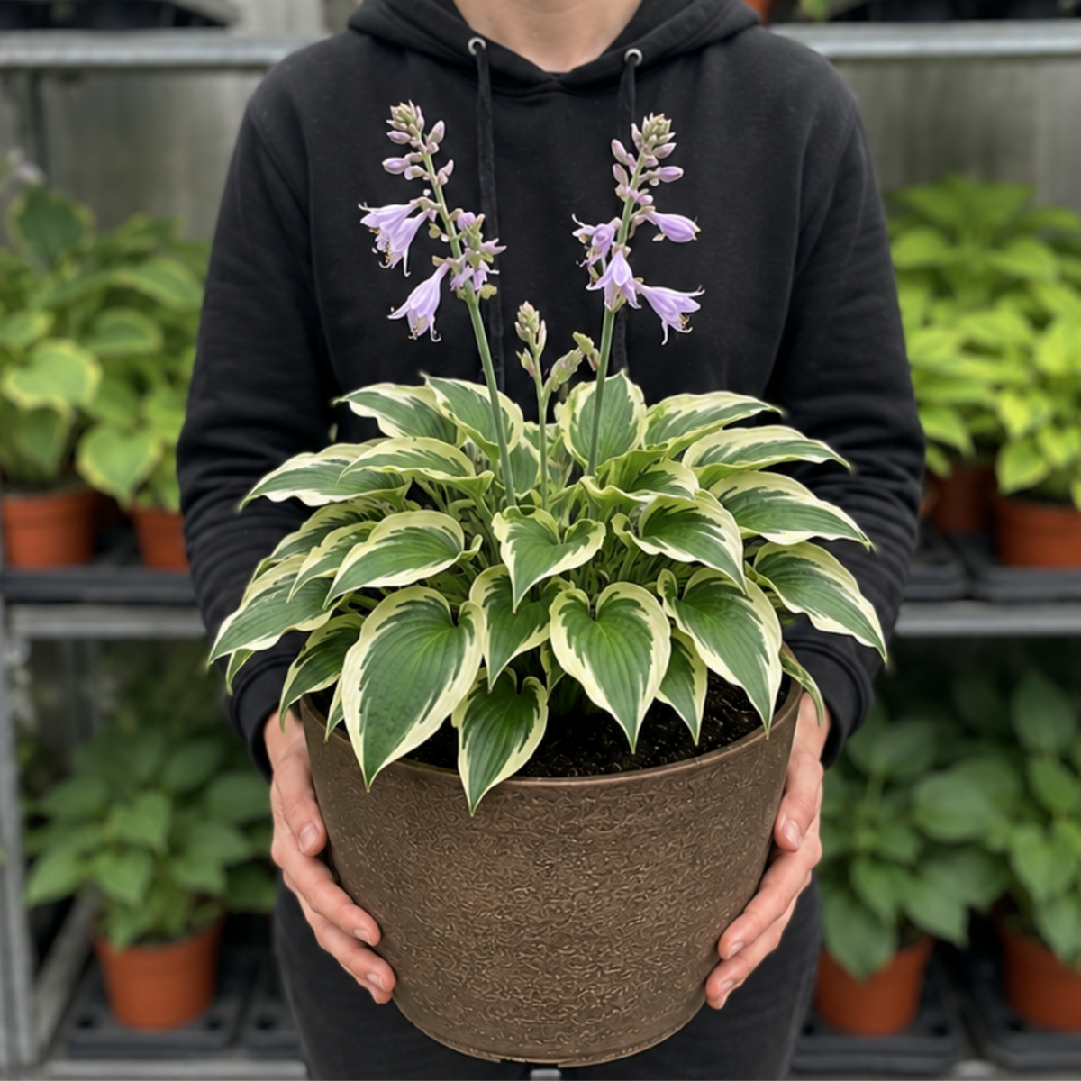 Hosta 'Tears from Heaven' (Plantain Lily) – Hardy Shade Perennial (3L Pot)