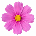 Cosmos Apollo Pink Plant