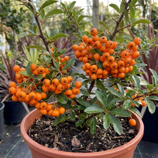 Potted pyracantha laden with dense clusters of bright orange berries among glossy dark leaves