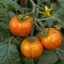 1 Honeycomb Cherry Tomato Plant, Outdoor Garden Ready, Grow Your Own Tomatoes, 2 Litre Root Ball