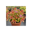 Spiraea Goldflame Plants