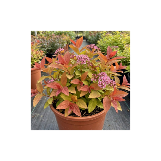 Potted spiraea with coppery-orange and gold young leaves and small clusters of pink flowers