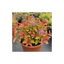1 Spiraea Goldflame Plant, Hardy Japanese Spirea Flowering Shrub, Garden Ready, 17cm Root-Ball