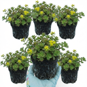 Sedum Oreganum Stonecrop Plants (Set of 3 or 6)
