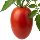 Tomato Nagina Variety Plants (Set of 3 or 6)