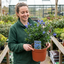 1 Ceanothus Yankee Point California Lilac Plant, Blue Flowering Evergreen Shrub, 3L Root-Ball
