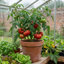 Tomato Bush Steak (Megabyte) Plants (Set of 3 or 6)