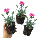 Fragrant Dianthus Plants (Set of 3 or 6)