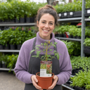 Tomato Totem Plants