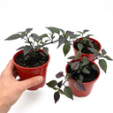 Grow Your Own Chilli Pepper Gusto Purple Plants (Set of 3 or 6)