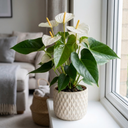 Anthurium White Plants