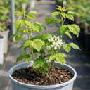 Raspberry Glem Ample Summer Fruiting Plants