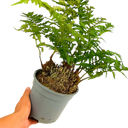 Soft Shield Fern Polystichum Setiferum & Herrenhausen Plant (2L Pot)