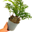 1 Large Plant - Soft Shield Fern Polystichum Setiferum & Herrenhausen, 2L Pot