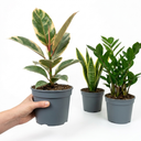 Modern Minimalist Indoor Collection Plant (1L Pot)