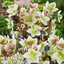 Hellebore Winter Sunshine Plant (2L Pot)