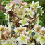 1 Large Plant - Hellebore Winter Sunshine, Ready to Plant in Your Garden, 2L Pot