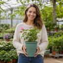 3Ltr Pink Patio Rose Bush, Outdoor Garden Ready, Pots