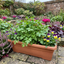 Set of 3 or 6 Italian Flat Leaf Parsley (Petroselinum crispum) Herb Plants, Fresh Kitchen Garden Ready, Outdoor Growing, 1 Litre Root-Ball