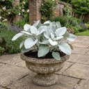 Senecio Angel Wings Plants