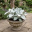 1 Senecio Angel Wings Plant, Hardy Silver Foliage Perennial, Outdoor Garden Ready, 2L Root-Ball