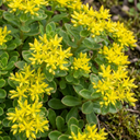 Sedum Oracle Stonecrop Plants (Set of 3 or 6)