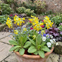 Primula Veris Yellow Cowslip Primrose Plants (Set of 3 or 6)